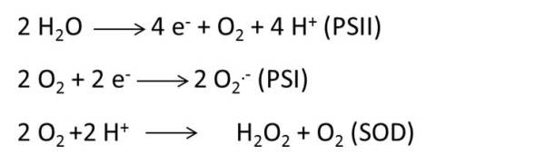 Fig. 1. Reacción de Mheler. PS, fotosistema; SOD, superóxido dismutasa.